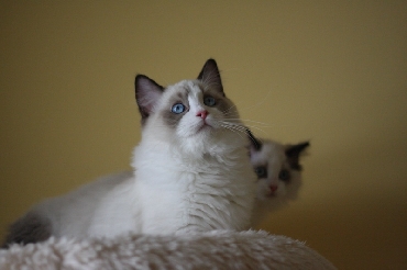 Ragdoll Cat