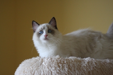 Ragdoll Cat