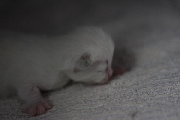 Rohan's Ragdoll Cattery