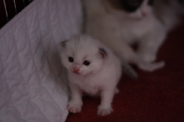 Ragdoll Kittens