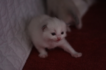 Ragdoll Cat