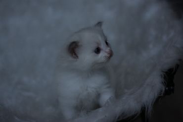 Ragdoll Cat