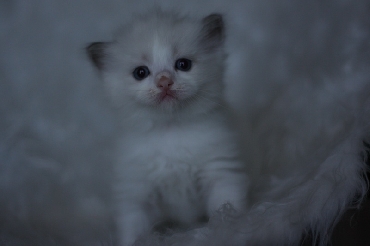 Ragdoll Kittens