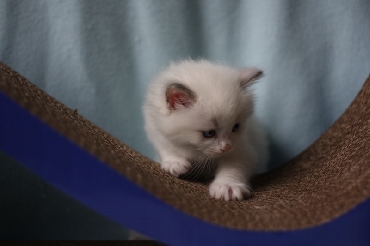 Ragdoll Kittens