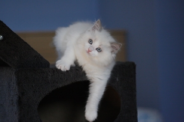 Ragdoll Cat