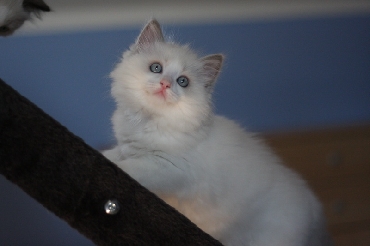 Ragdoll Kittens