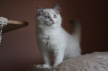 Ragdoll Kittens