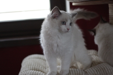 Ragdoll Kittens