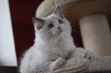 Ragdoll Kittens