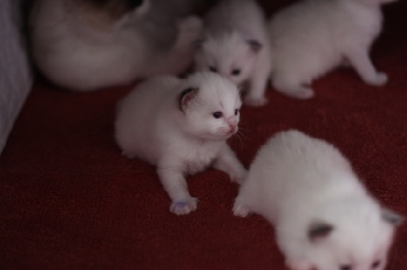 Ragdoll Cat