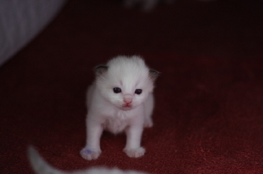 Ragdoll Kittens