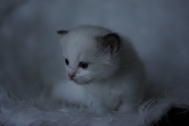 Ragdoll Kittens