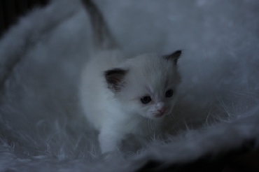 Ragdoll Kittens