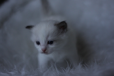 Ragdoll Cat