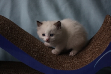 Ragdoll Kittens