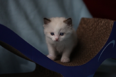 Ragdoll Kittens