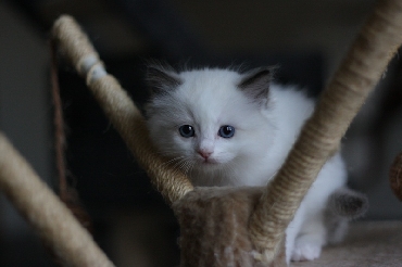 Kočky ragdoll