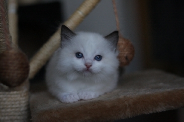 Ragdoll Kittens