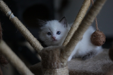 Ragdoll Cat