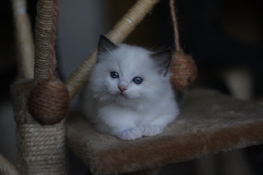 Kočky ragdoll