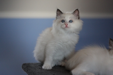 Kočky ragdoll