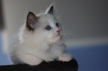 Kočky ragdoll