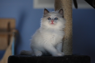 Ragdoll Cat