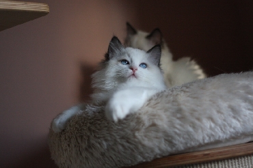 Rohan's Ragdoll Cattery