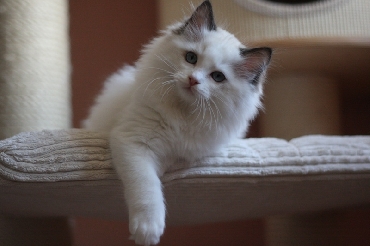 Ragdoll Kittens