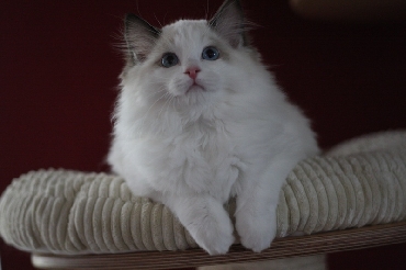 Ragdoll Cat