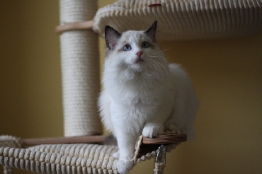 Rohan's Ragdoll Cattery