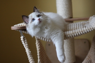 Ragdoll Kittens