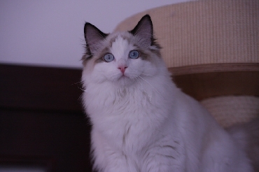 Rohan's Ragdoll Cattery