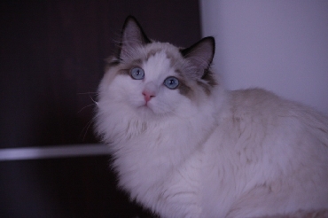 Koťata ragdoll