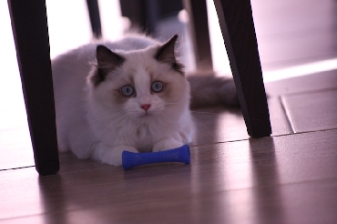 Koťata ragdoll