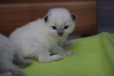 Ragdoll Cat