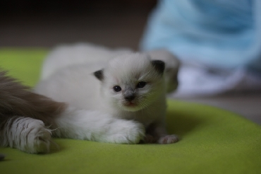 Ragdoll Kittens