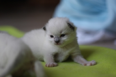 Ragdoll Kittens