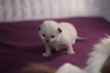 Ragdoll Kittens