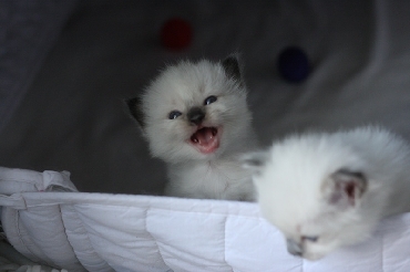 Ragdoll Kittens