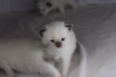 Ragdoll Kittens