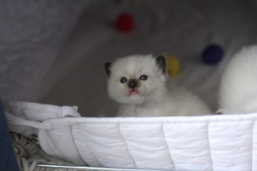 Ragdoll Kittens