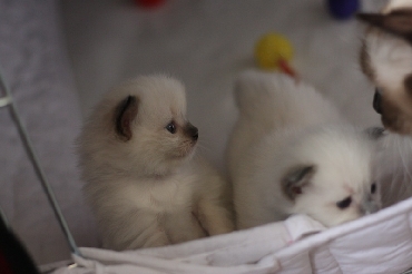 Ragdoll Kittens