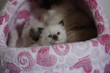 Ragdoll Kittens