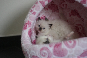 Ragdoll Kittens