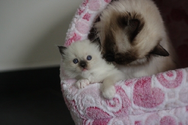 Ragdoll Cat