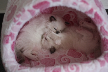 Ragdoll Kittens