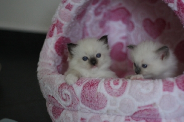 Ragdoll Kittens