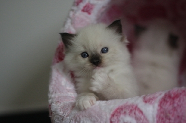 Ragdoll Kittens