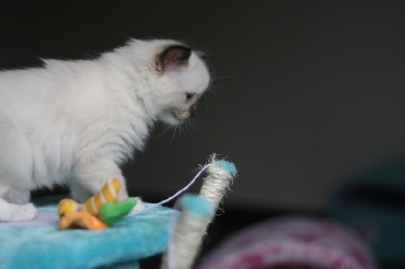 Ragdoll Kittens